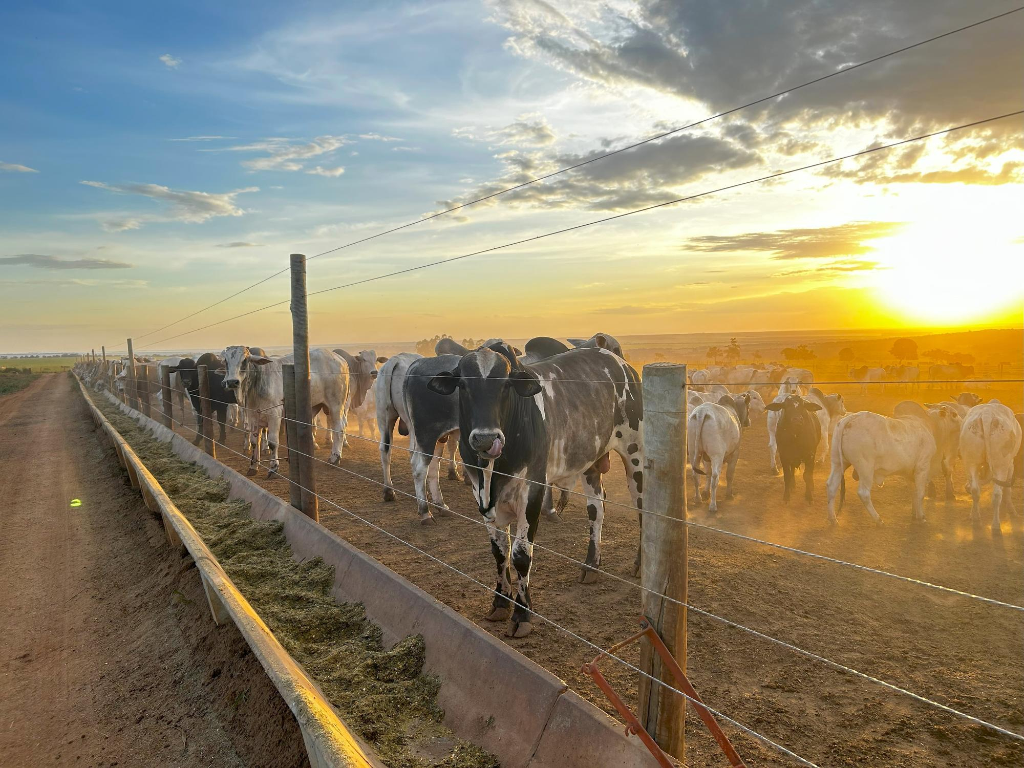Gado em confinamento ao pôr do sol